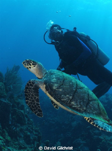 Turtle Encounter,Roatan Honduras-SeaLife DC 1000/ by David Gilchrist 